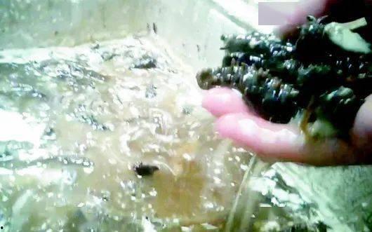 海参养殖爆料视频,揭秘幕后爆料视频背后的真相